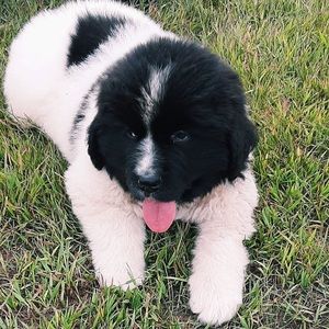 Meet your Posher, Kyleigh